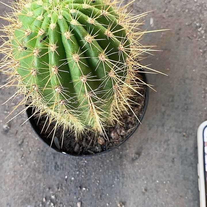 六月五毛花毛花256788