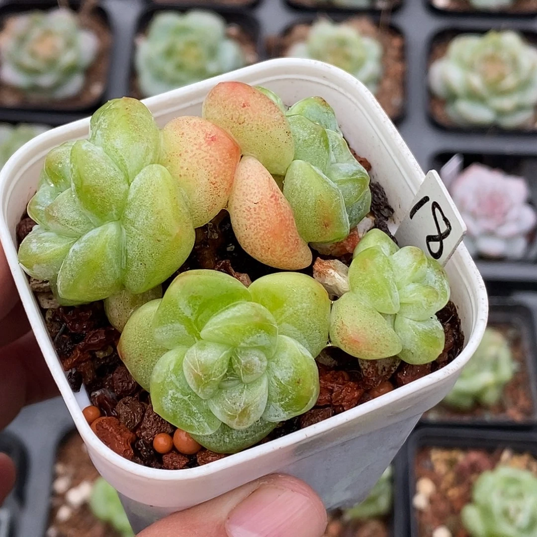 老桩冰玉30包邮非偏远