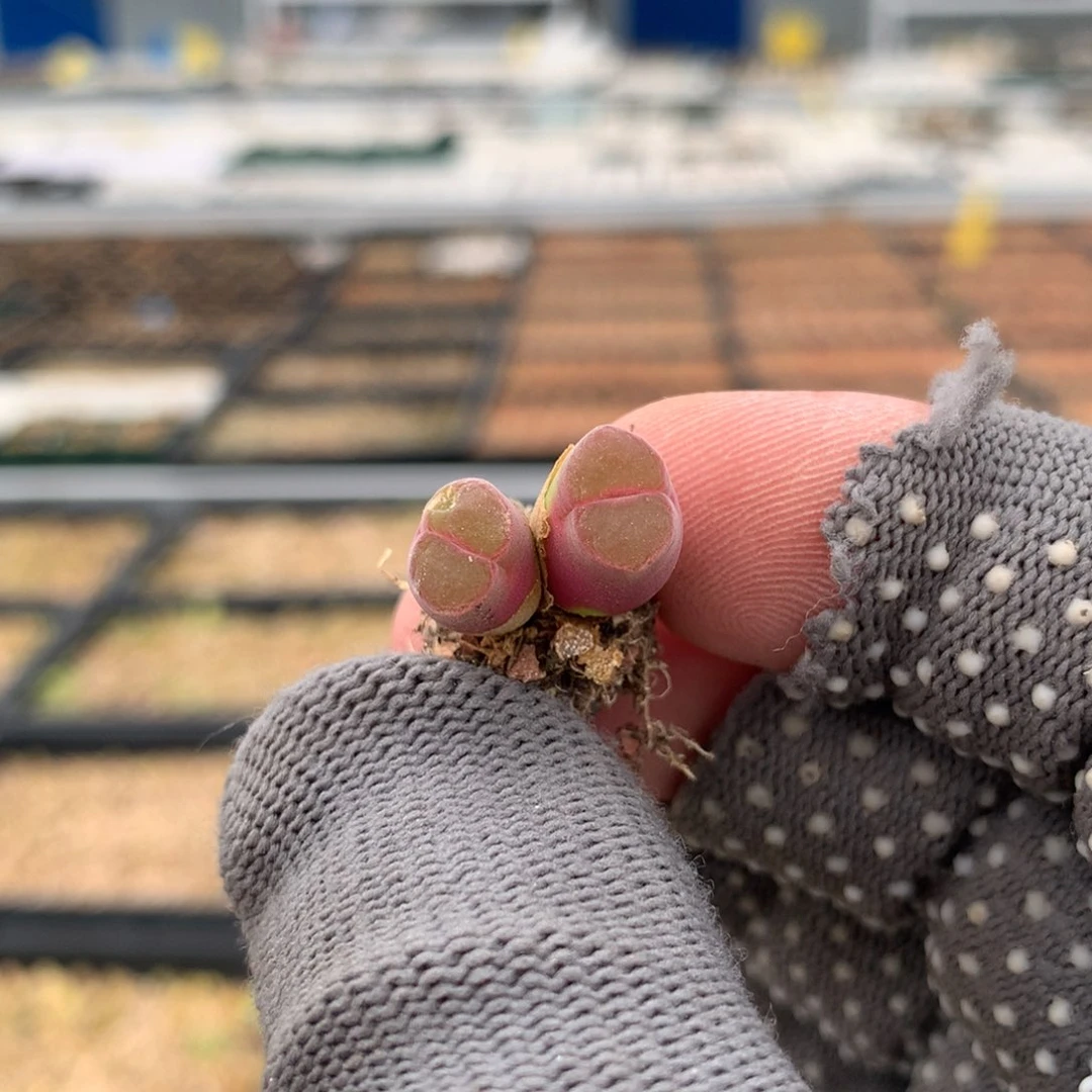 571风铃母本有伤