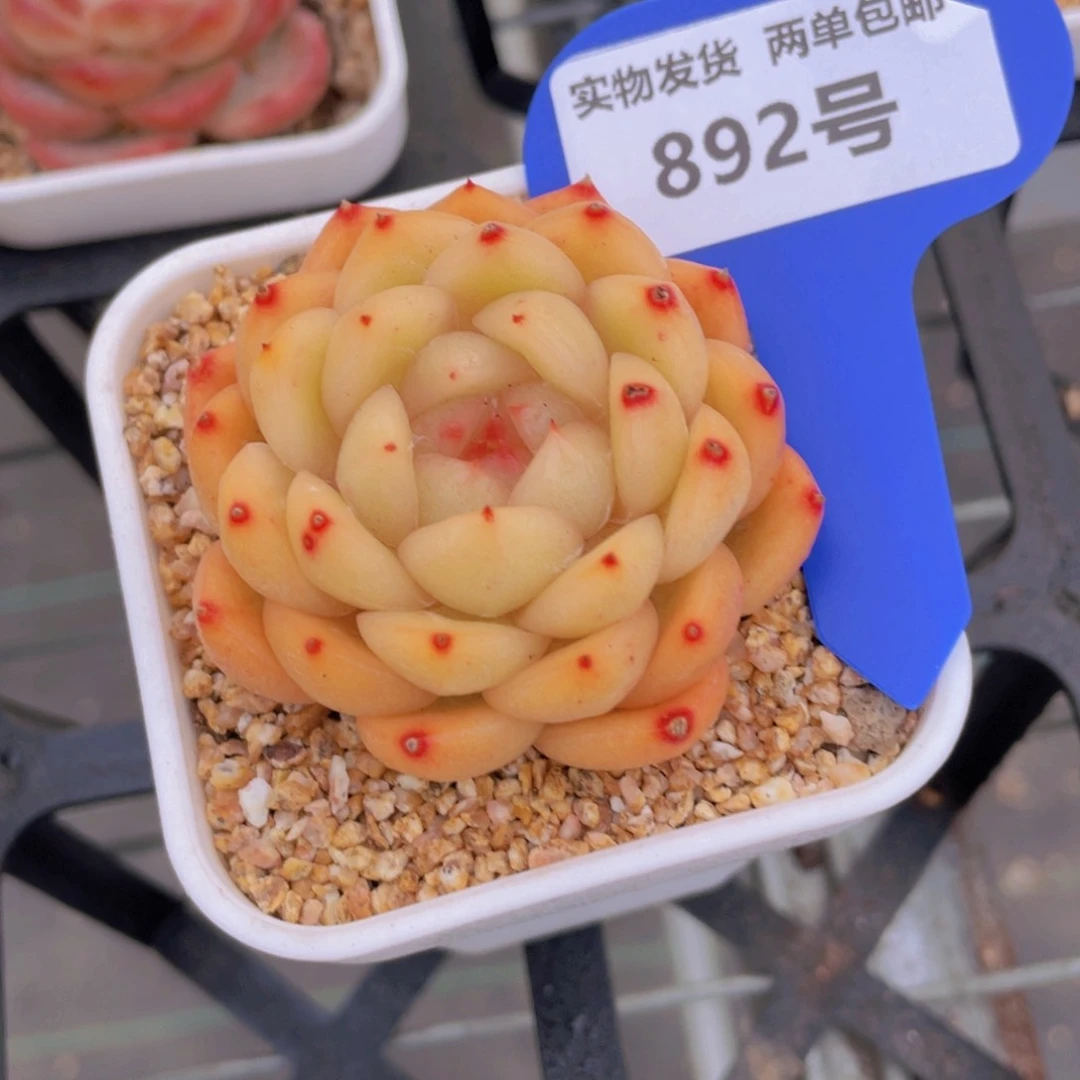 892号 全状态海洋之心