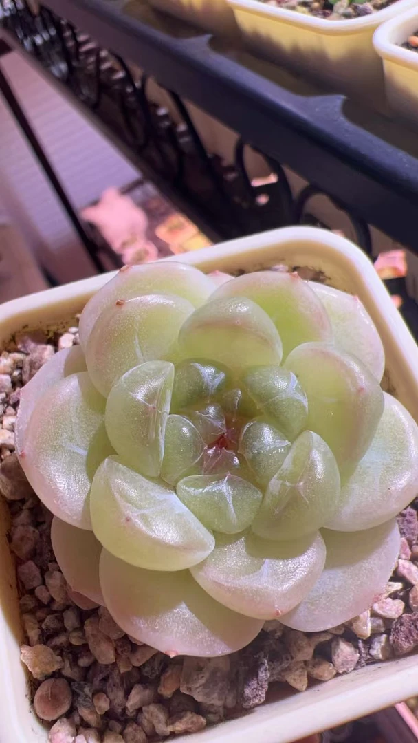 财富密码2直播间选苗子