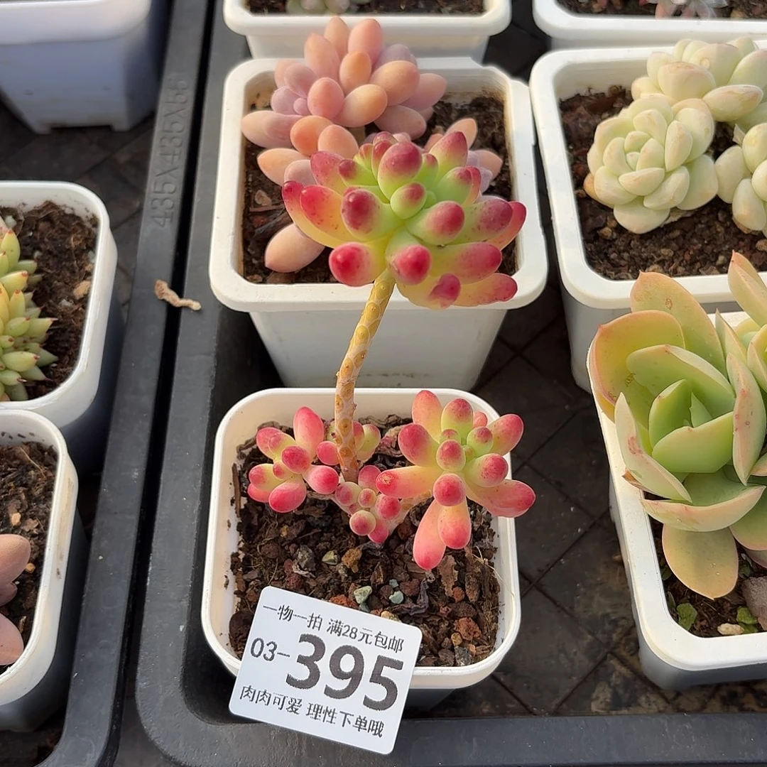 果冻乙女心无盆土发货无