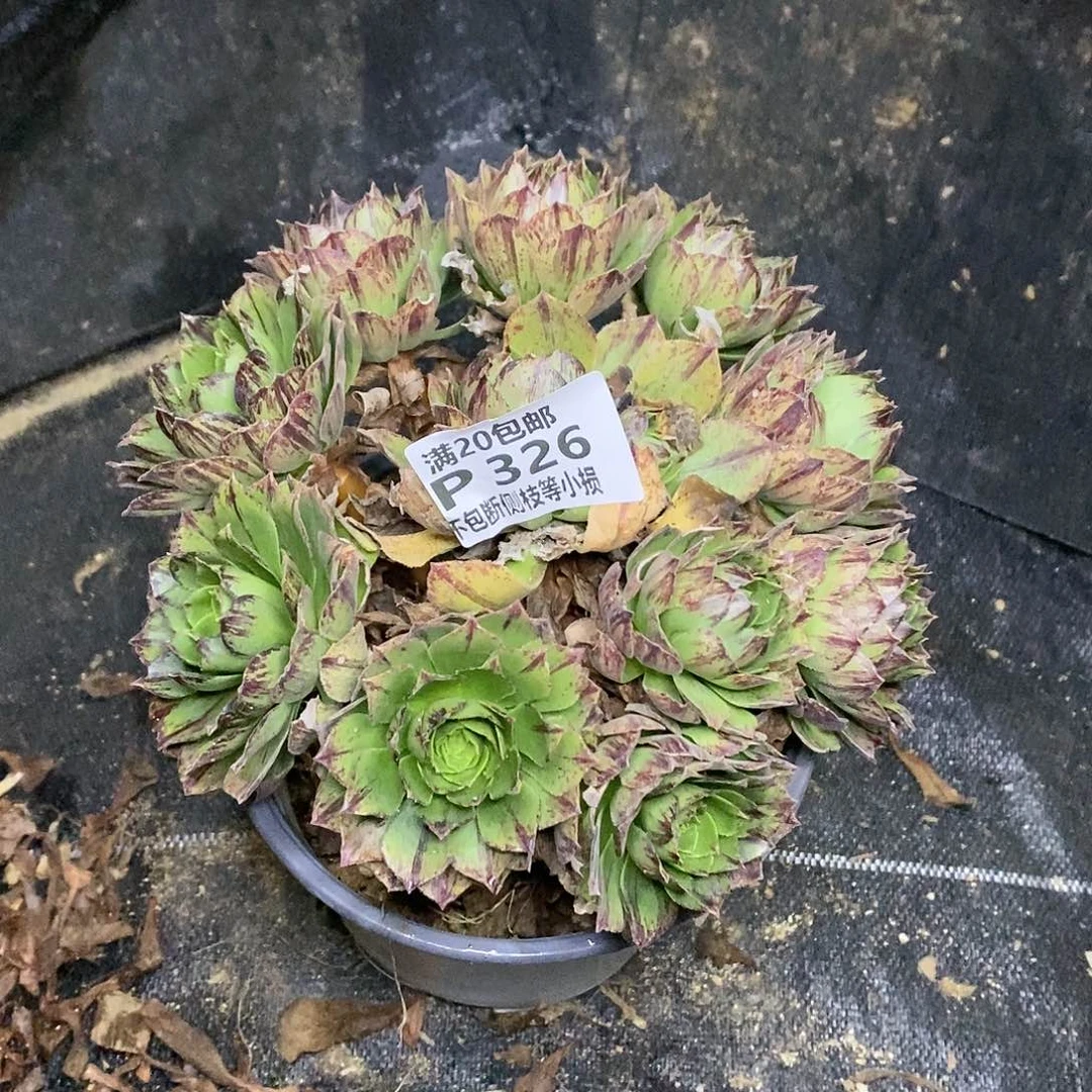 326绿魔多肉法师锦