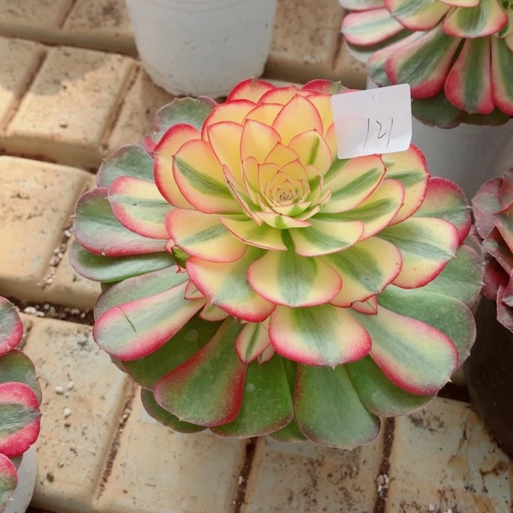 云南荔枝好看121号