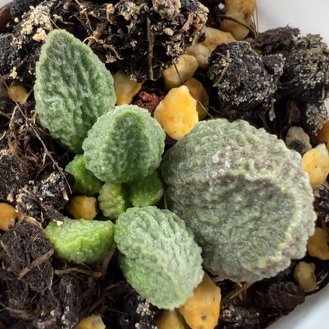 w绿色系冰晶颗粒款实生新品