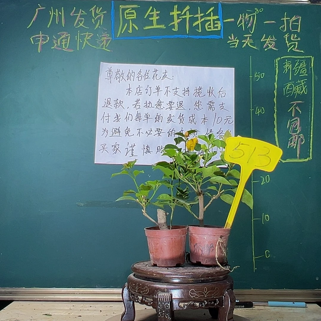 当前无花栽培后可以开花柠檬黄掌中宝 绿叶五宝掌中宝513