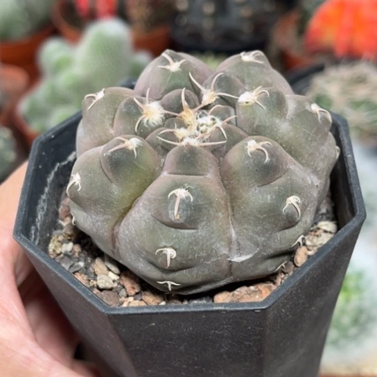 完全开放实生粉紫色铅皮