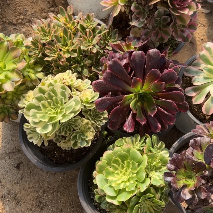 八颗不同品种组合多肉植物量