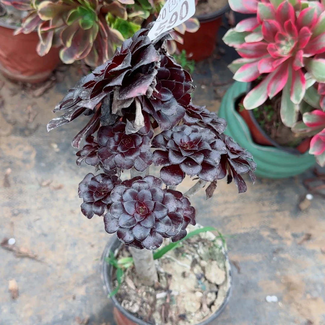 墨法师590满20包邮断枝不包