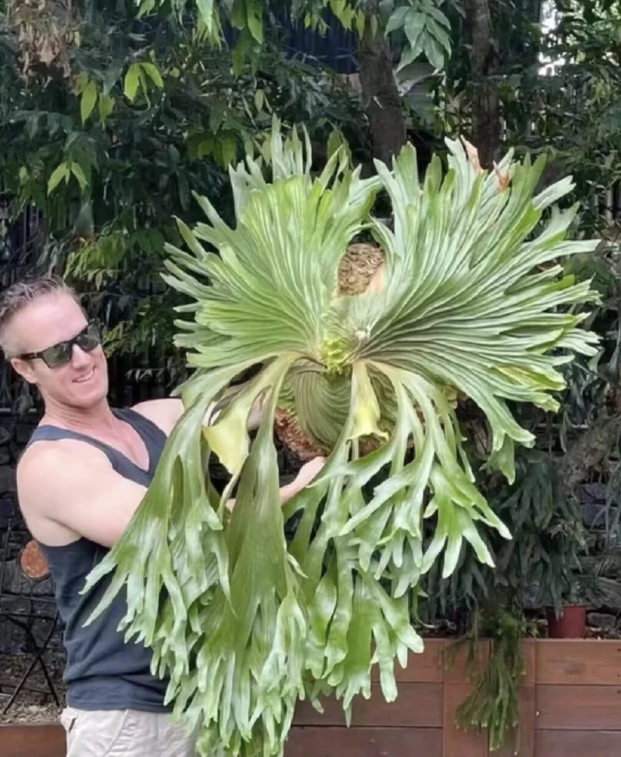 阿福鹿角蕨一物一拍