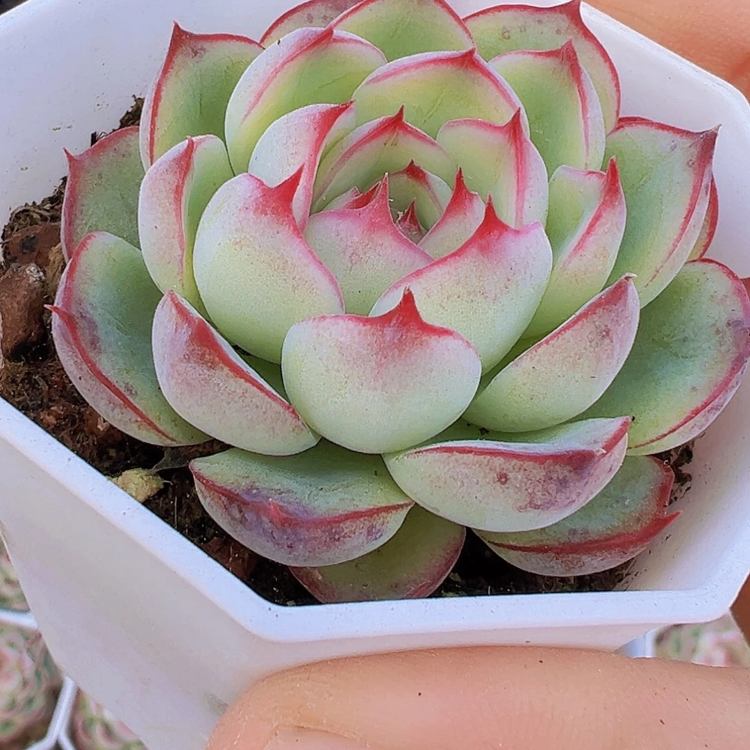 勾魂仙子19包邮多肉