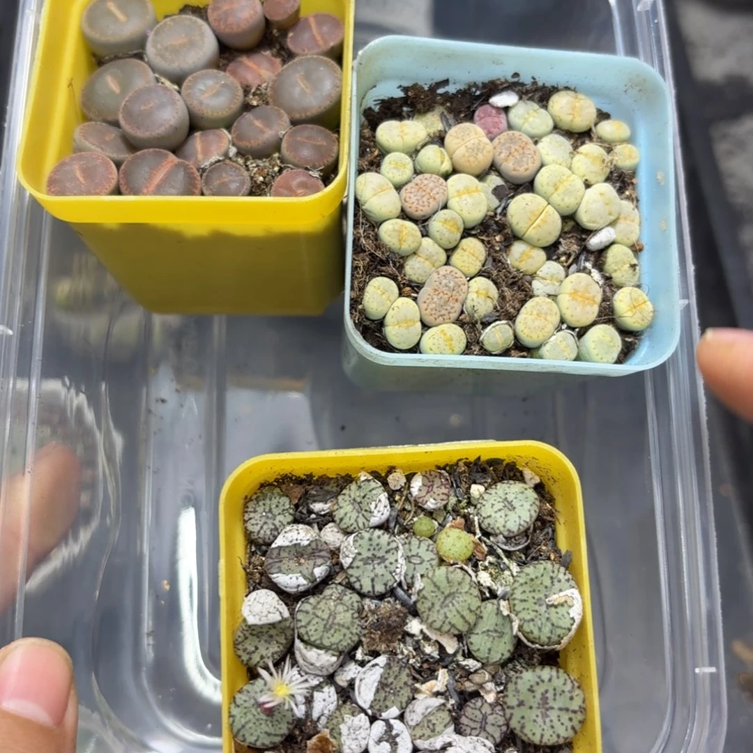 8847––零下地区需拍保温箱