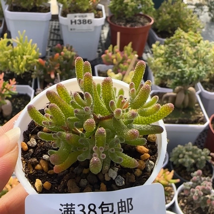 460-多肉植物枝干米冰