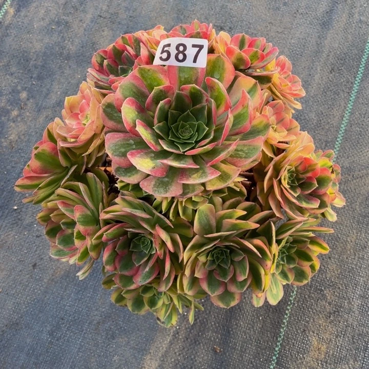 587开播福利老庄多肉法师雨荷