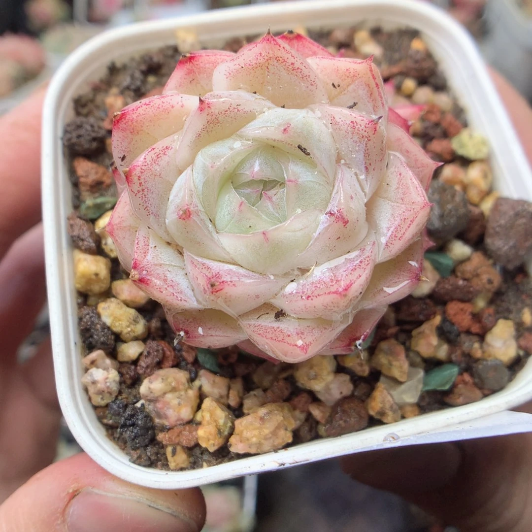 无花朵E7。胭脂yyy