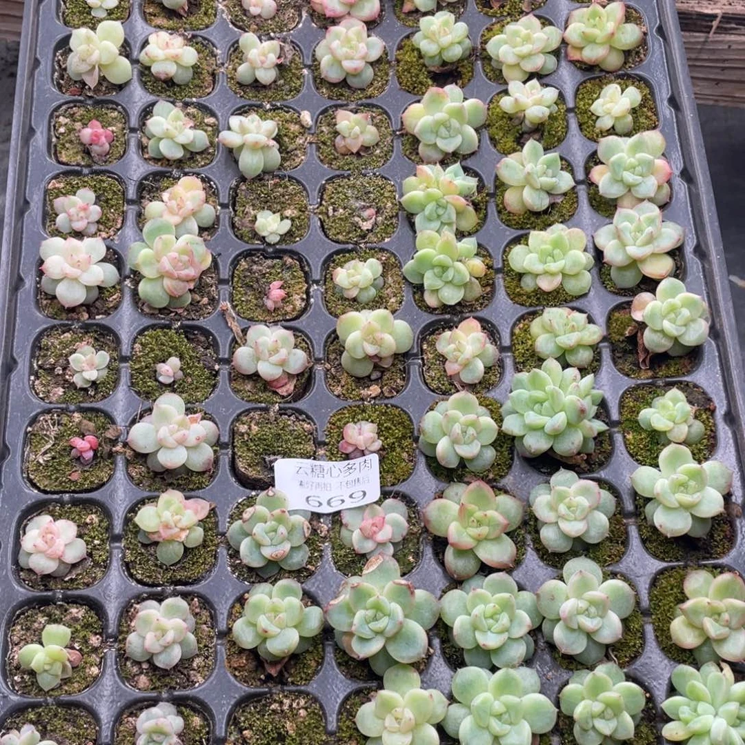 云糖心多肉植物669