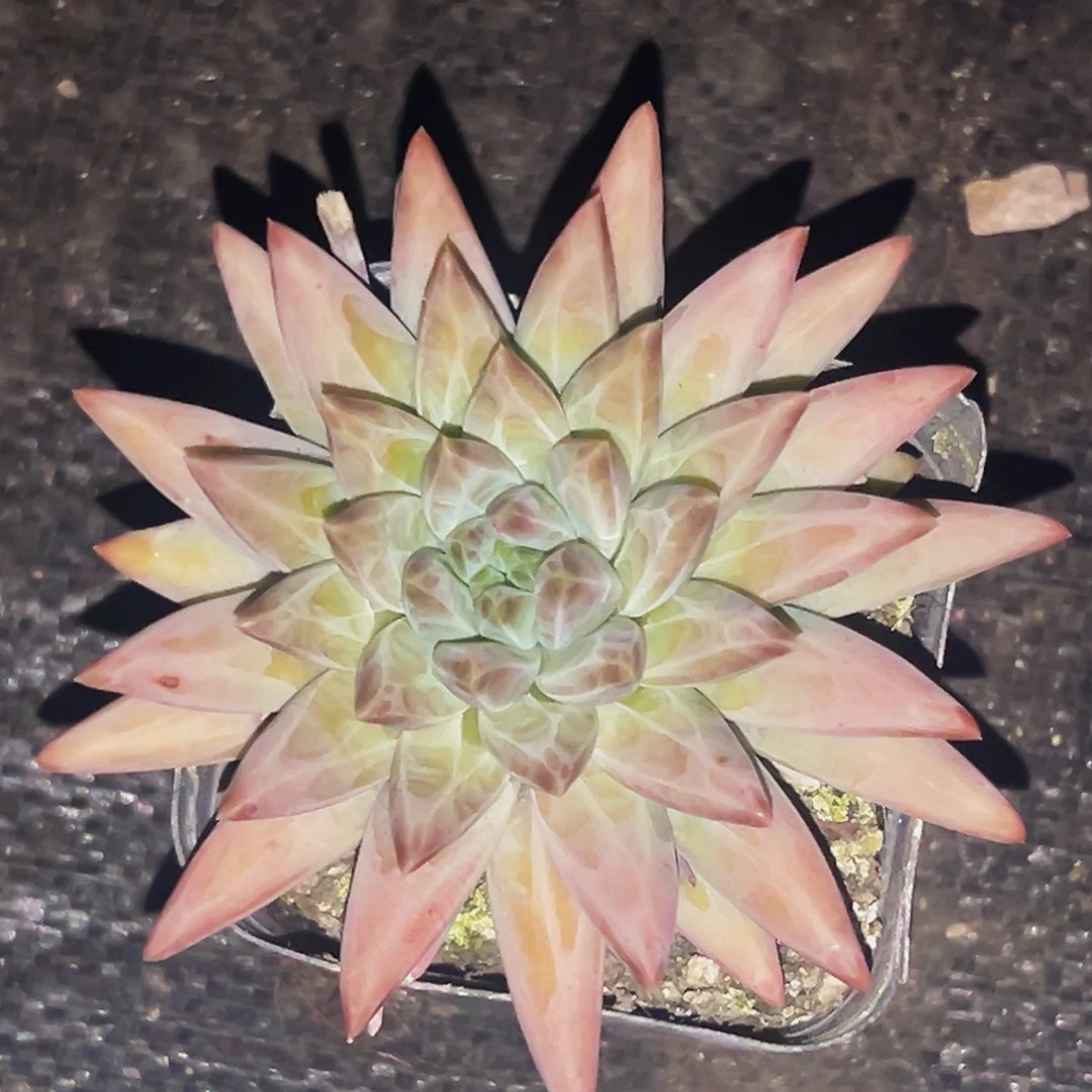 桔云多肉美人精品系列