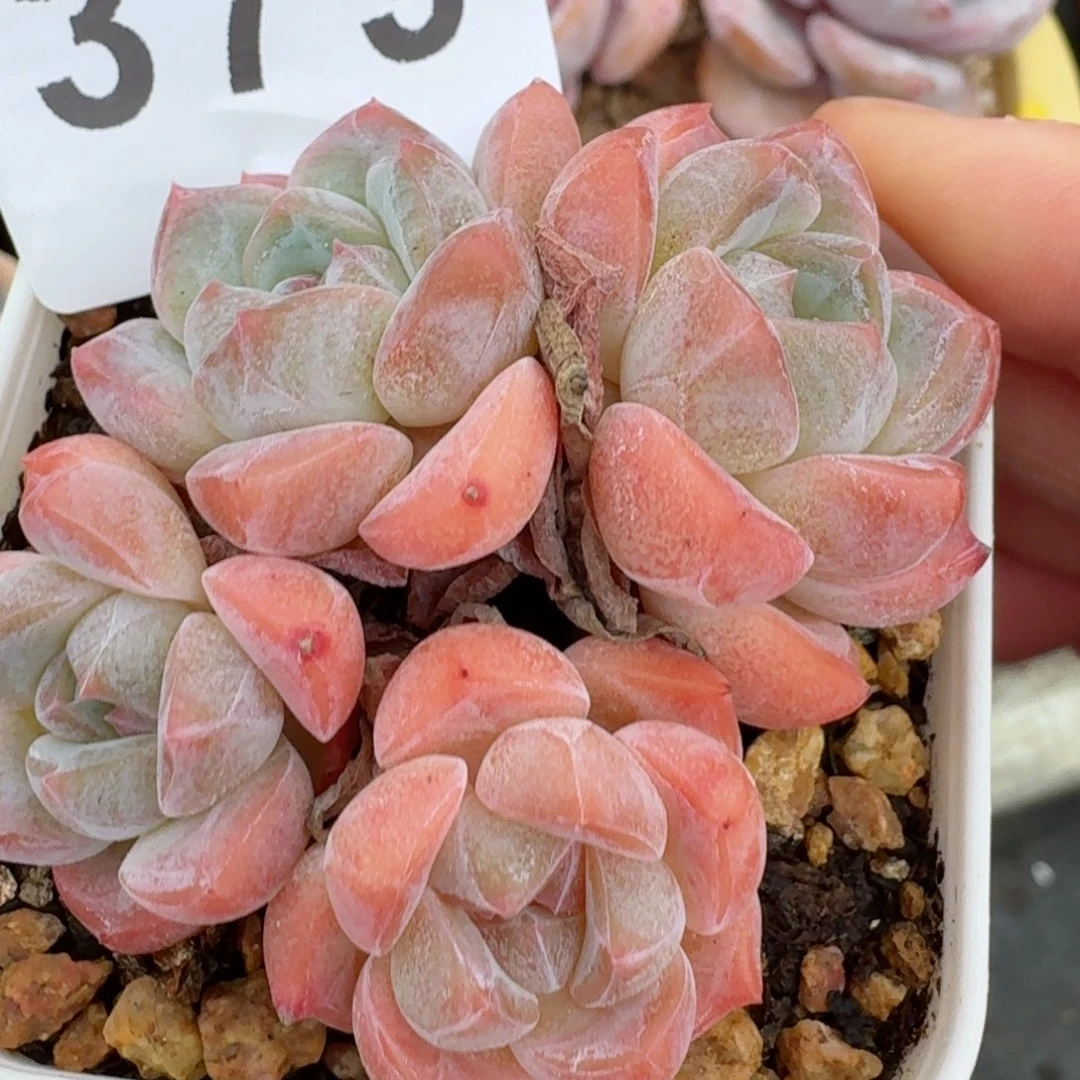 开心笑容难抵抗，积极乐观正能量