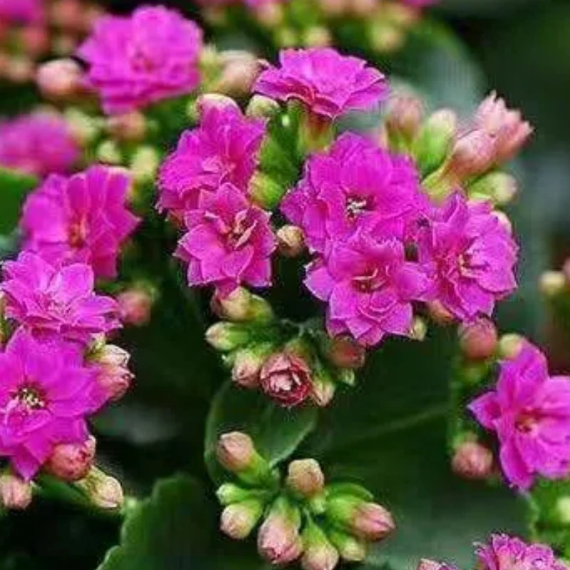 带花苞发货精品长寿花懒人好养室内外阳台大盆栽绿植花卉四季常青