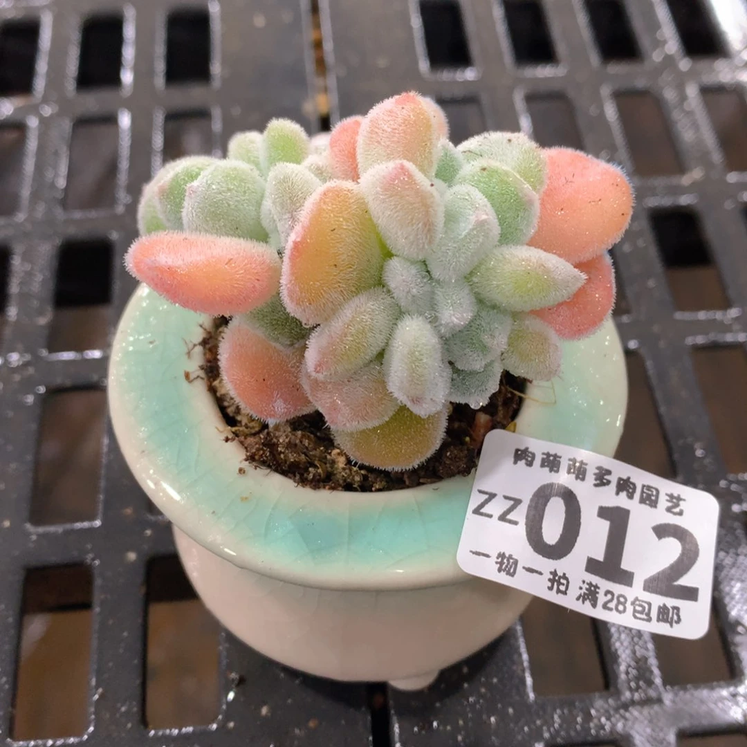肉萌萌拇指盆精控多肉ZZ012