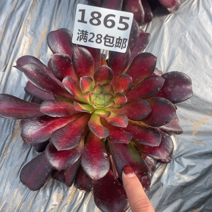 1865一号棚夕阳多肉植物M