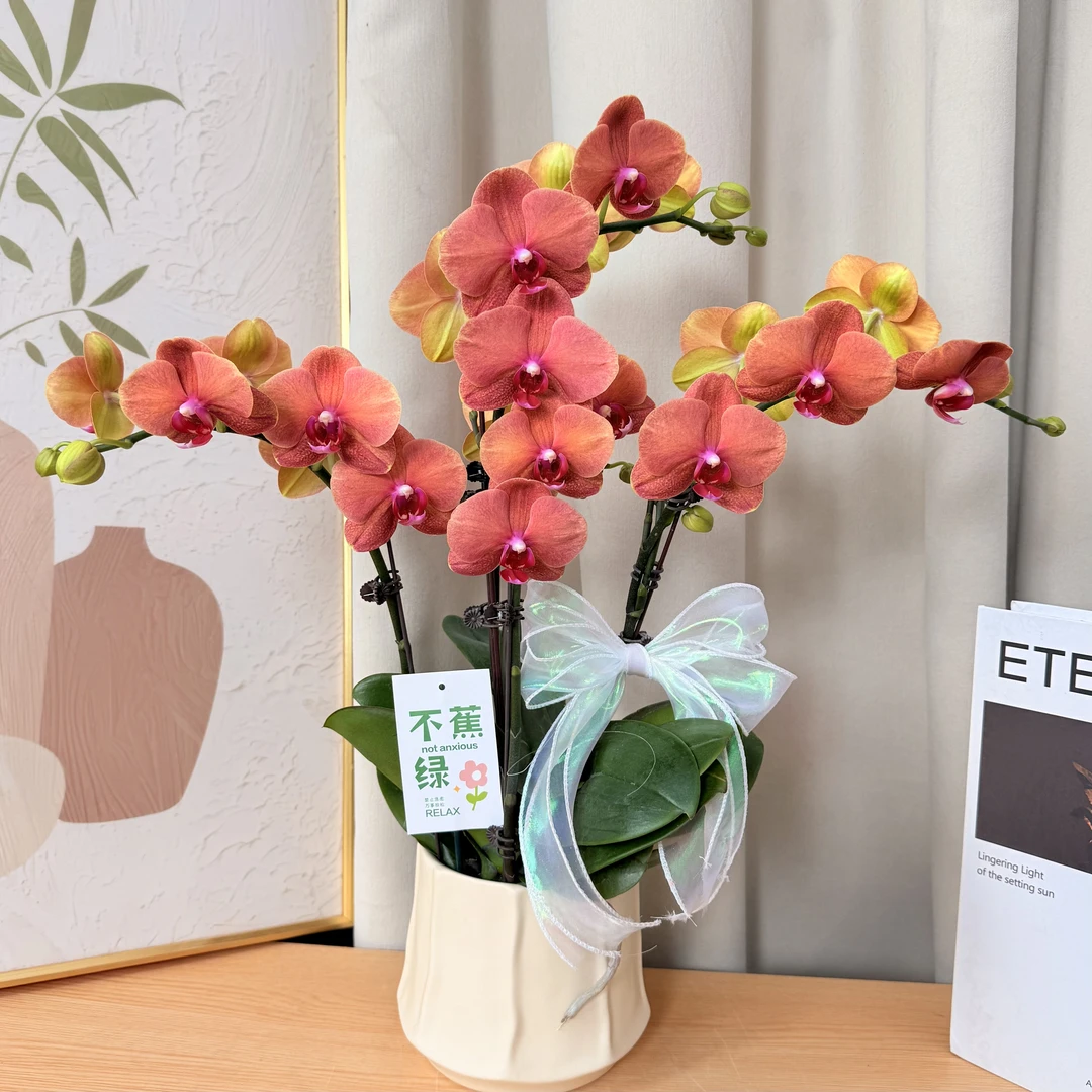 蝴蝶欗《金桔》爱马仕橙 稀有少有色系 蜡质花瓣 源头基地直发