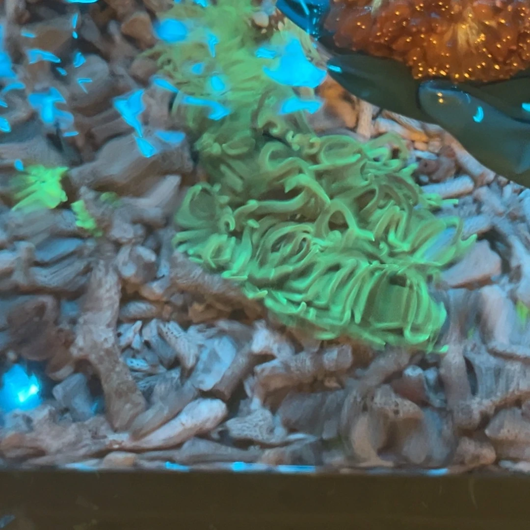 G***d纽扣珊瑚尼罗河1111