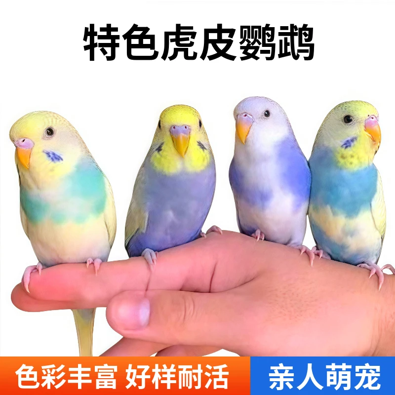 特色虎皮鹦鹉活鸟耐活好养可上手养适合多人群