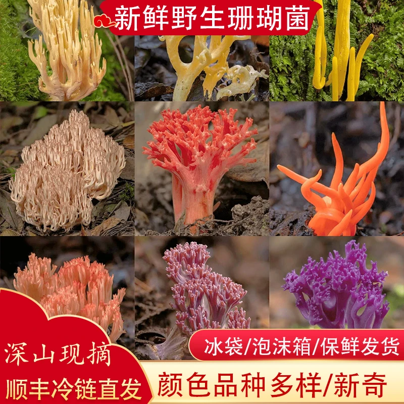 新鲜野生珊瑚菌云南野山菌子山珍美食轻微苦飞水去苦