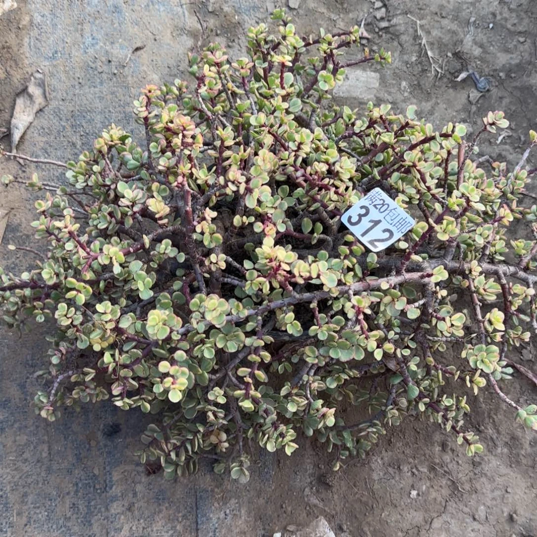 雅乐之舞不确定整散312满20包邮断枝不包