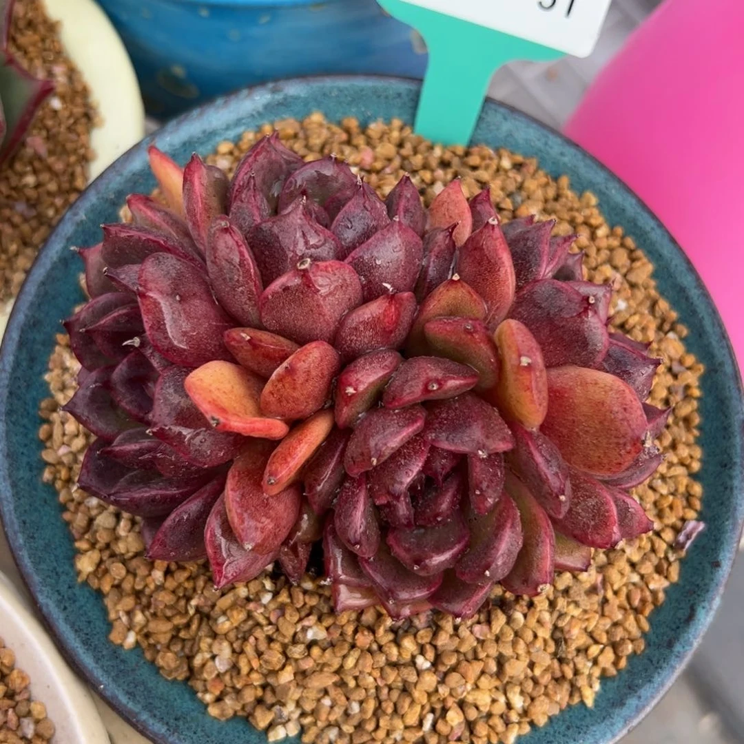 多肉一物一拍0210-51