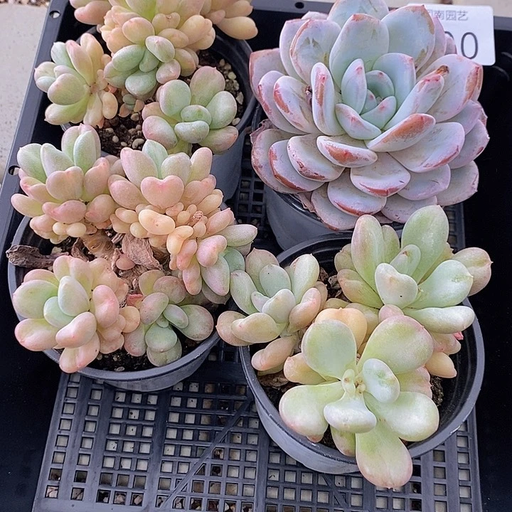 100 多肉植物盆栽花卉植物