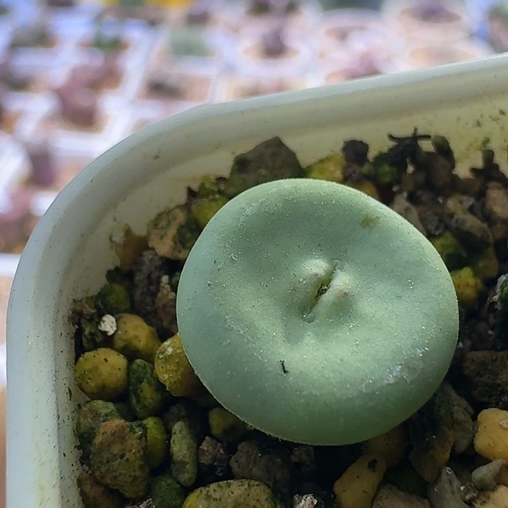 28号单头噘嘴一物一拍