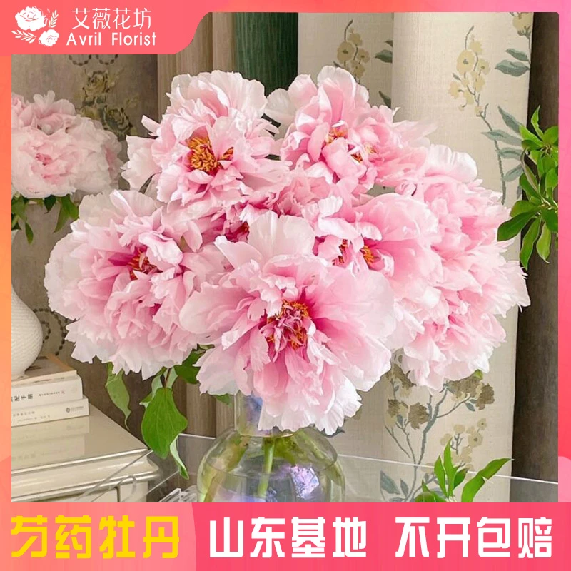 『现货-雪映桃花』牡丹鲜花  芍药鲜切花 山东基地直发