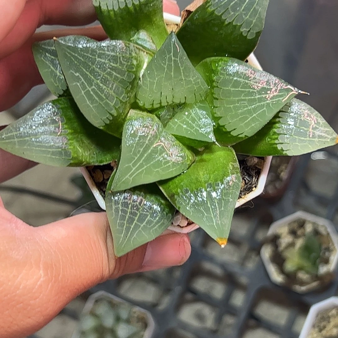 实生寿十二卷多肉植物