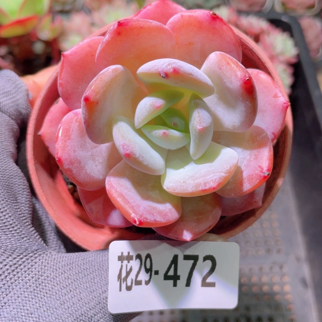 花利美29-472白月梦露