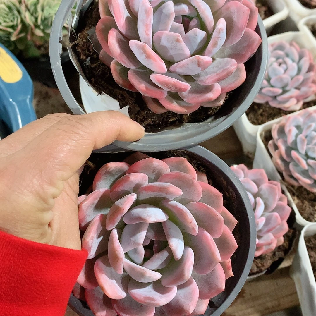 多肉植物多肉植物梦路锦