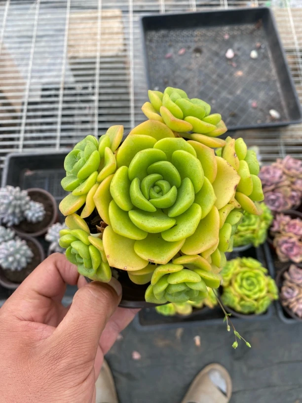 百合丽丽多肉植物 满9.9包邮