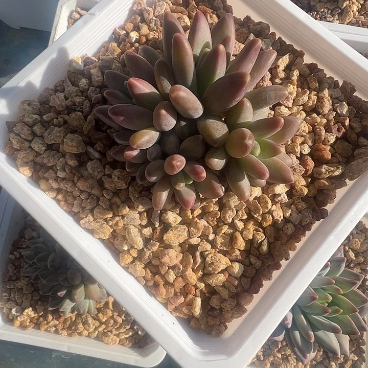 蓝***凤乌拉尼亚五头111111