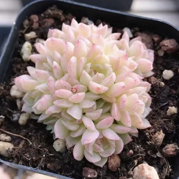 （店铺需要凑单）小脸麦秆多肉4公分左右