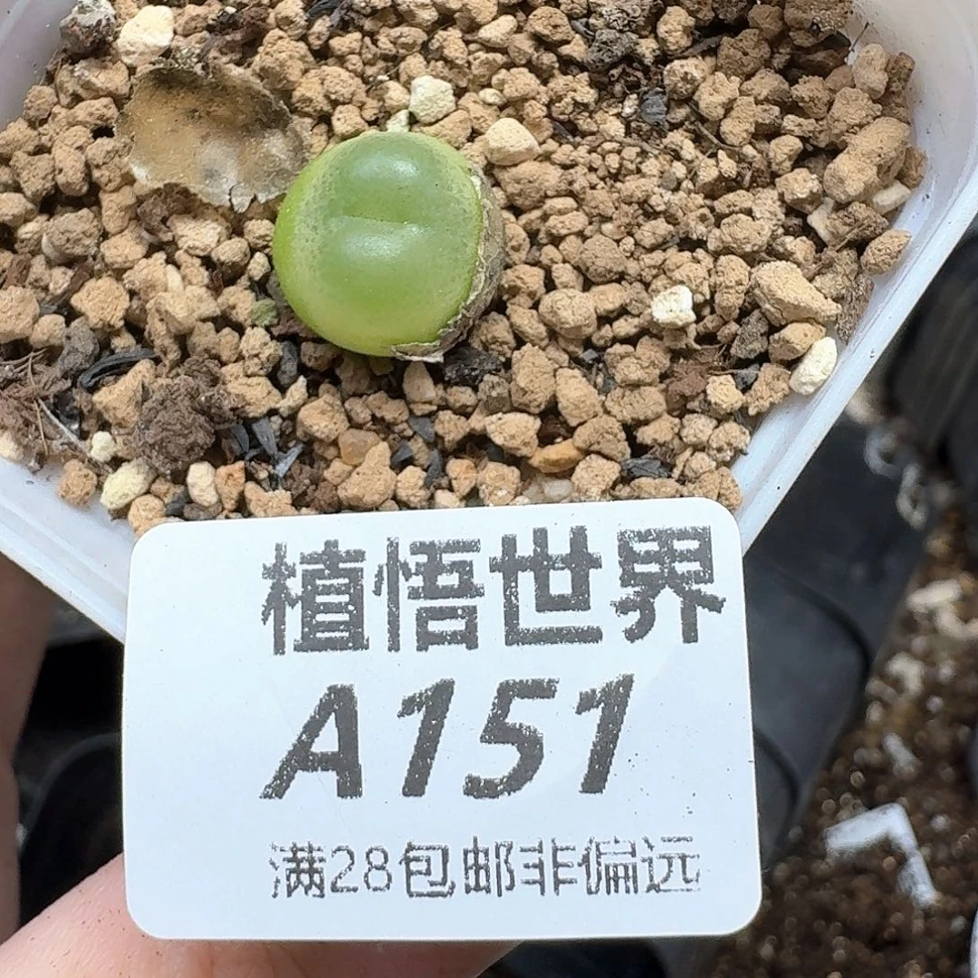多肉植物的润泽和xf