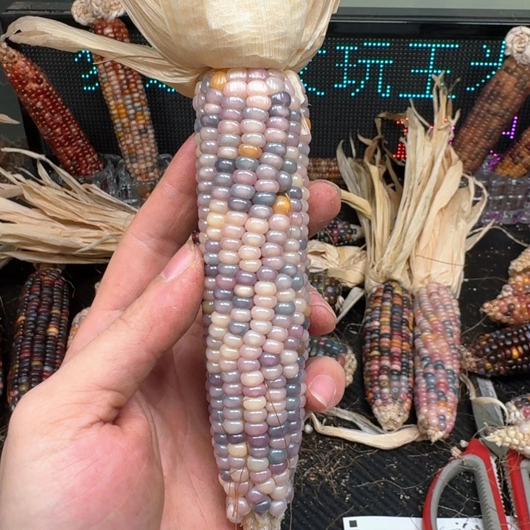 柏香籽/百香籽吊坠小****动