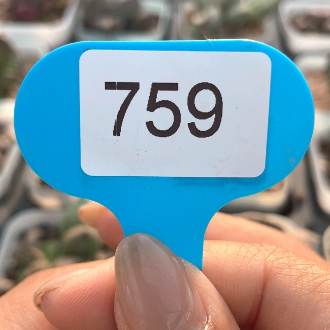 很***味两颗。       759。