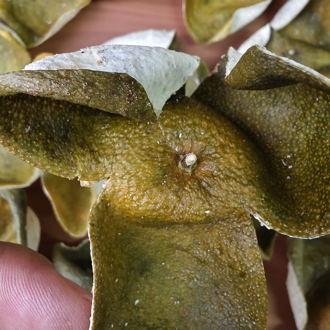 2024老树大青（大礼乐小东甲）自藏靓货