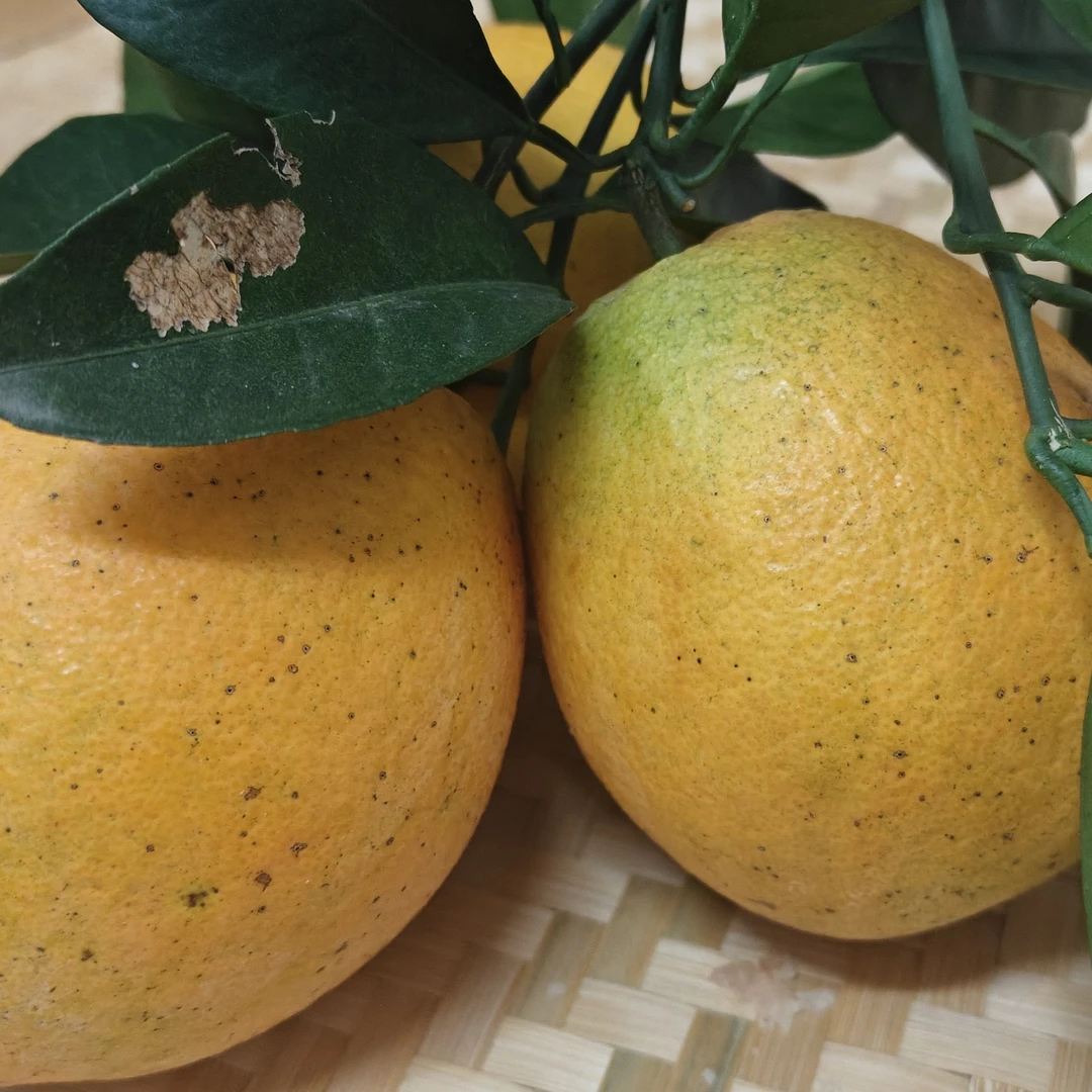 赣南脐橙纯天然绿色健康安全麻皮果产地直发皮薄肉厚爆汁口感十足