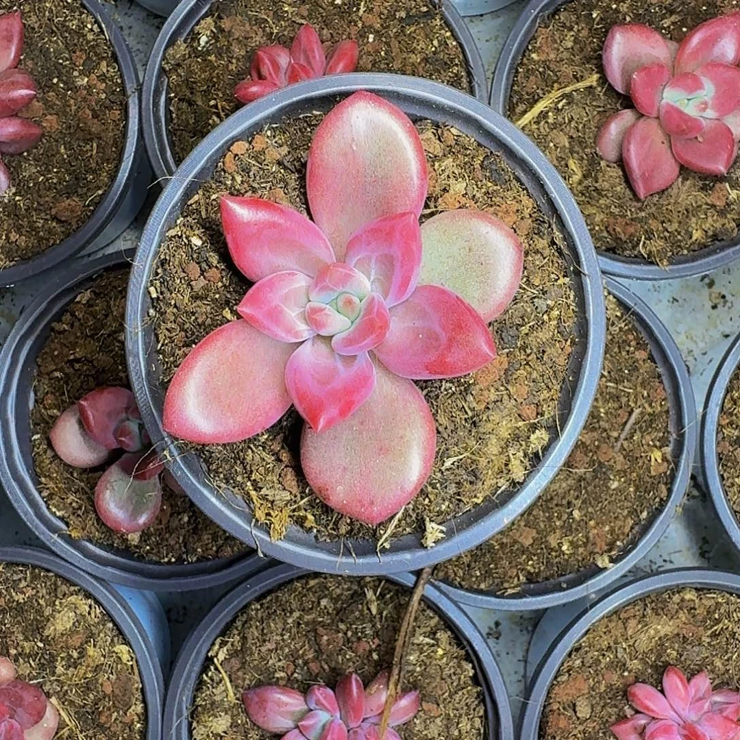 赫菲斯托 单头 一物一拍