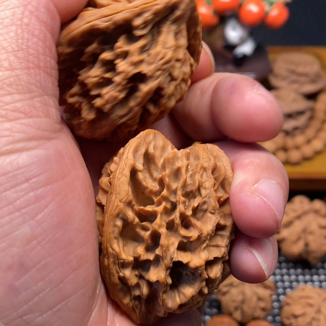 孙***生秦岭森林茂密地栖息其中