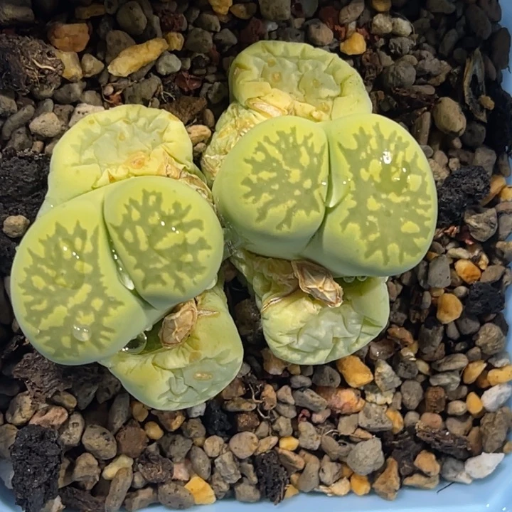 小*竹2989绿菊1专拍