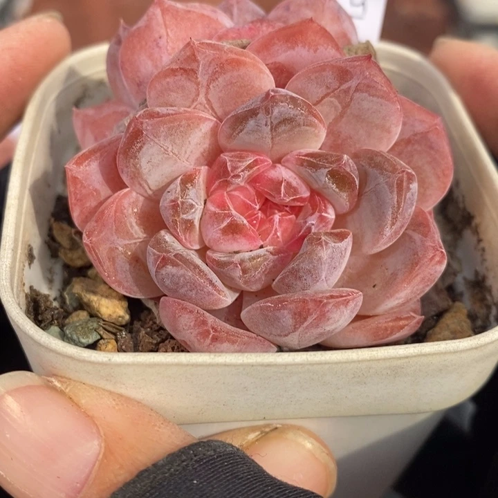 1206-155，粉魄多肉双头