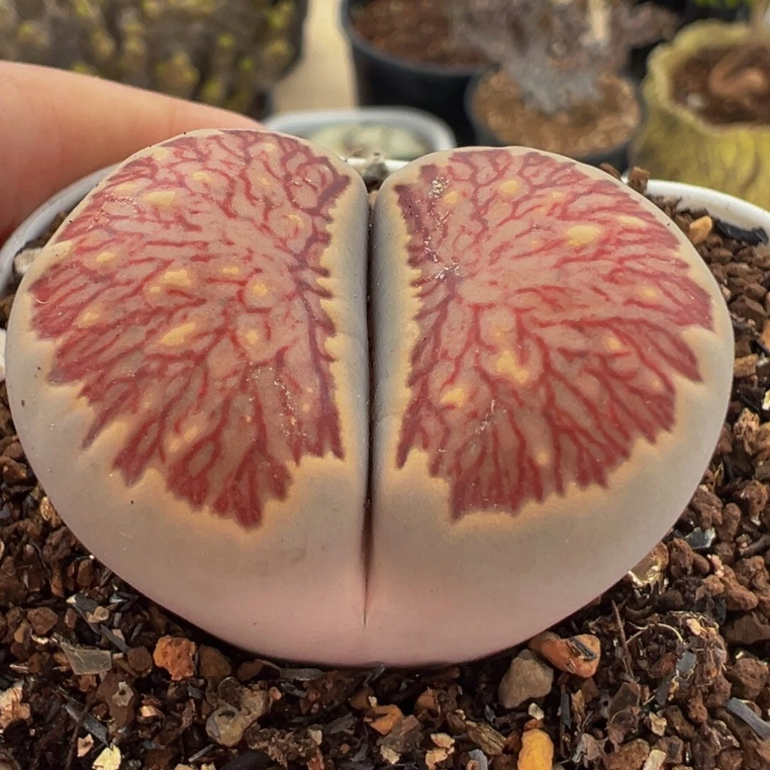 島田红窗菊红纹带盆